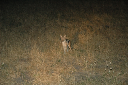 Black backed jackal 2 